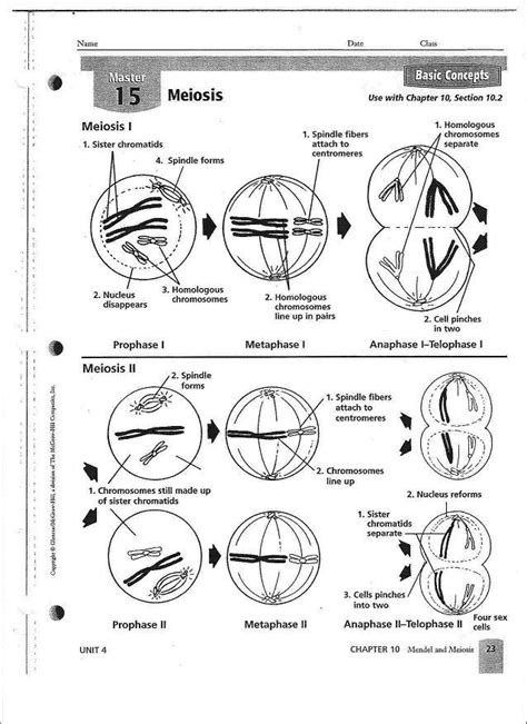 Unit 6 Outcome 1 Meiosis Coloring Worksheet Worksheets Library