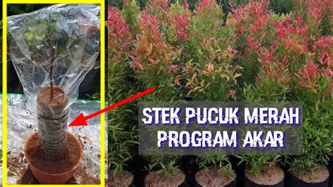 Cara Stek Pucuk Merah: Panduan Lengkap untuk Budidaya Tanaman Hias Pucuk Merah