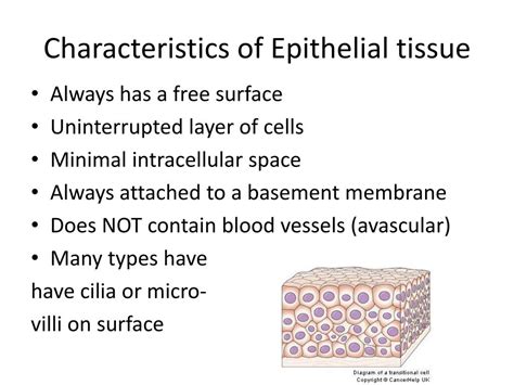 Epithelial Tissue Characteristics