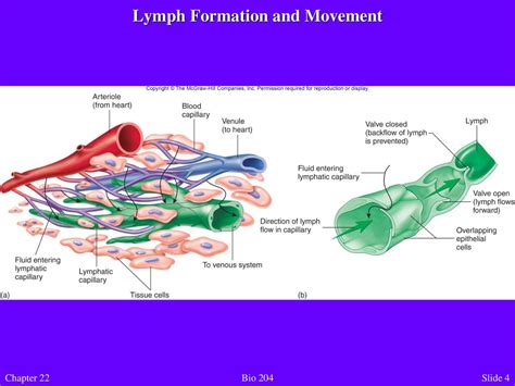 Chapter 22 The Lymphatic System Chapter 22 Bio Ppt Download