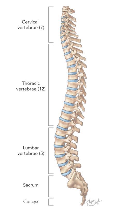 Labelled Diagram Of Backbone Vertebral Column Anatomy Vertebrae