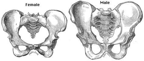 Anatomy Of The Pelvis Owlcation