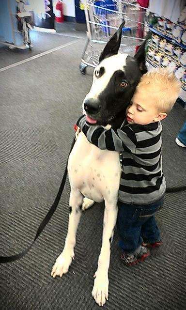 Rumble / dogs & puppies — mealtime is fun for everyone. Great Danes as therapy dogs Hope you're doing well.From ...