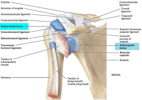 Bursitis Hip Trochanteric Knee Shoulder Elbow Causes Treatment