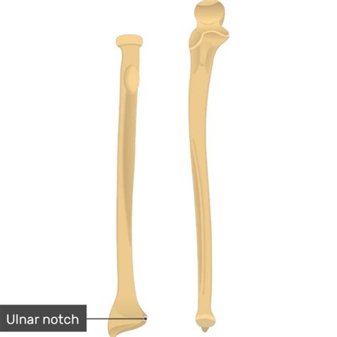 Radius And Ulna Bones Anatomy Anterior Markings