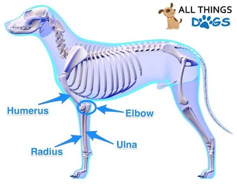 The technical term for a dog knee is the the stifle joint connects the femur, which is the dog thigh bone, to the tibia and fibula, the lower leg bones, and the patella,the canine equivalent to. Chihuahua Skeleton Diagram - Human Anatomy