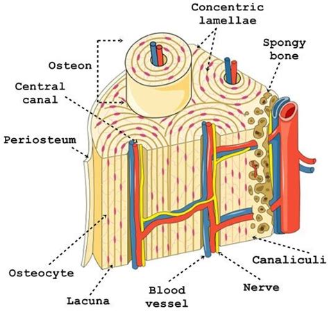 Haversian System Structure Diagram And Function Compact Bone