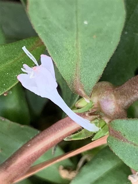 Buttonweed From Clearview Ave Friendswood Tx Us On August 11 2022