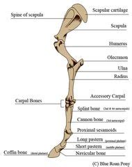 Be sure to read this post first! equine front leg | Horse anatomy, Dog anatomy, Horses