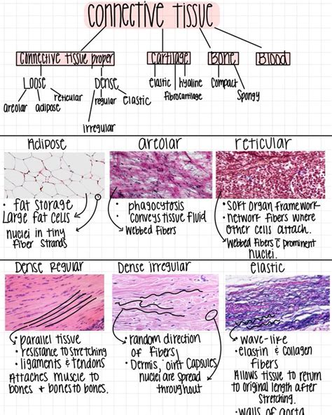 Connective Tissue Review Loose Dense In Tissue Biology Basic