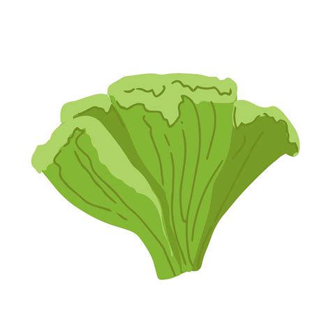 Lechuga Hojas Verdes Montón De Ilustración De Vector De Ensalada