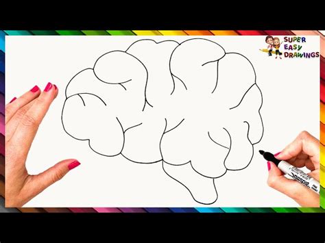 Easy Brain Drawing