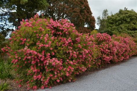 Australian Native Hedges Hedges Australian Garden Garden Hedges