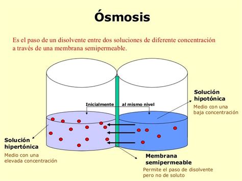 Osmosis