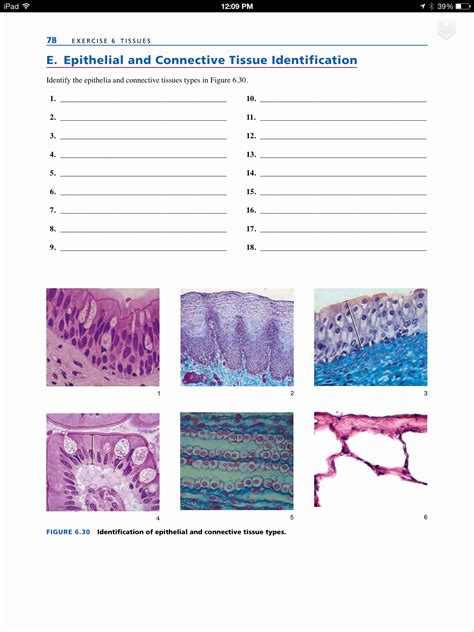 Types Of Tissues Worksheet