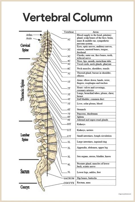 Vertebral Column Anatomy Worksheet