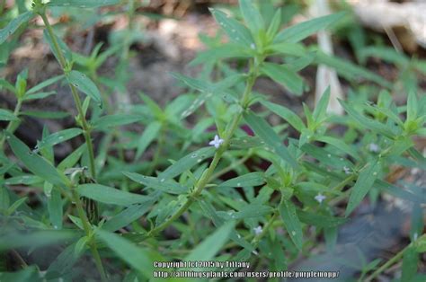 Photo Of The Entire Plant Of Virginia Buttonweed Diodia Virginiana