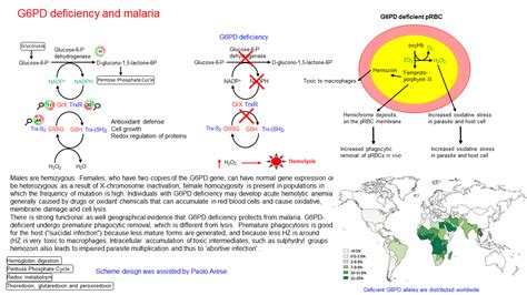 What foods should you avoid if you have g6pd deficiency? G6PD deficiency and malaria