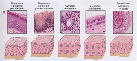 Vertebrate Histology Exam Flashcards Easy Notecards