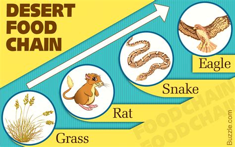 Food Chain Of Desert