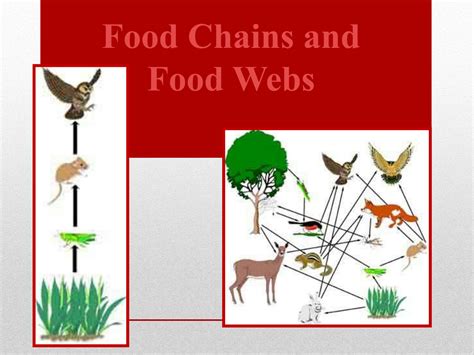 Solution Food Chain And Food Web Pptx Studypool