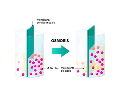 Osmosis ¿qué Es Definición Proceso Importancia Y Tipos