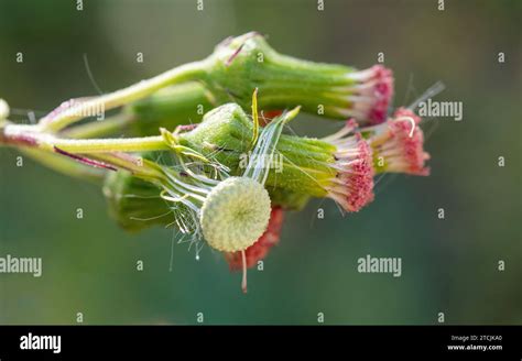 Common Australian Weed Hi Res Stock Photography And Images Alamy