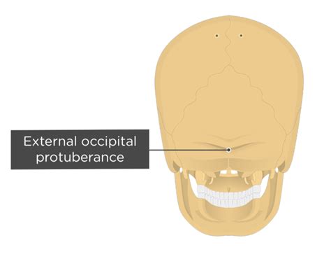 Occipital Bone Labeled Anatomy And Landmarks Getbodysmart