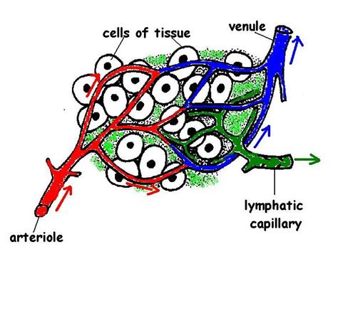 106 Lymphatic System Answers Medicine Libretexts