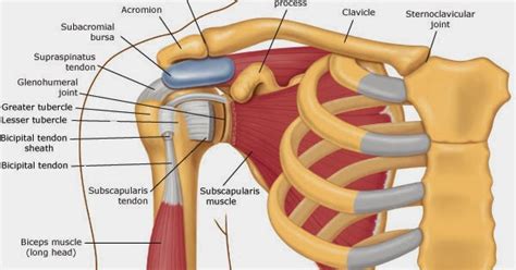 Sports Physiotherapy Subacromial Bursitis