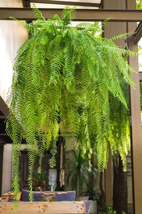 Are you in full sun, partial sun or full shade? fern shade perennial (With images) | Plants that like ...