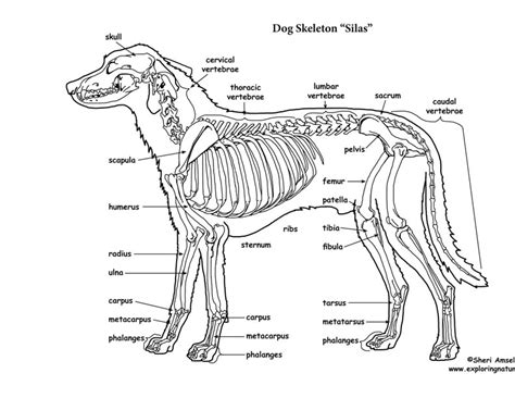 Dog leg anatomy is complex, especially dog knees, which are found on the hind legs. Dog Skeletal Anatomy