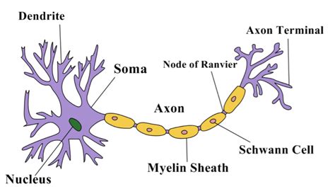 Draw A Neat Labelled Diagram Of Neurons Class 11 Biology Cbse Porn