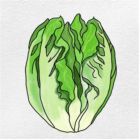 How To Draw Lettuce Helloartsy