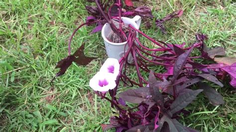 Use them in commercial designs under lifetime, perpetual & worldwide rights. purple sweet potato vine🌱👒 - YouTube