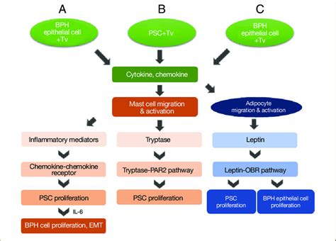 Schematic Diagram Of The Induction Of Benign Prostatic Hyperplasia