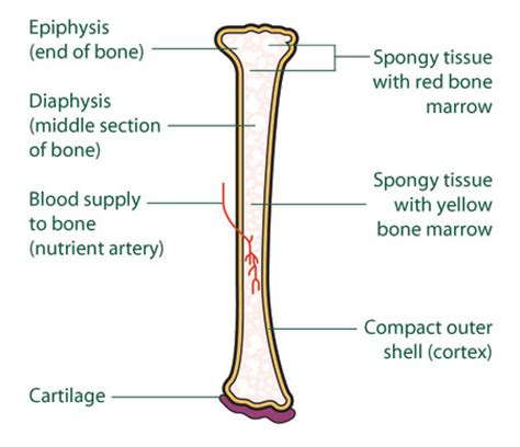 They build the entire picture, improve your understanding, consolidate the information and facilitate recall. The bones and types of bone cancer - Cancer information ...