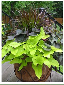 Purple sweet potatoes have a rich, almost winey flavor with a creamy texture. Pin by Debra Jaspers on Plant Planet!! | Plants, Container ...