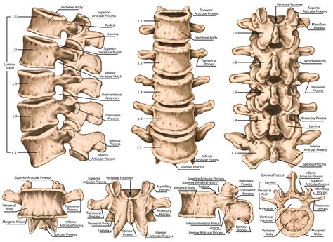 Basic Overview Article On The Lumbar Spine The Low Back Learn Lumbar