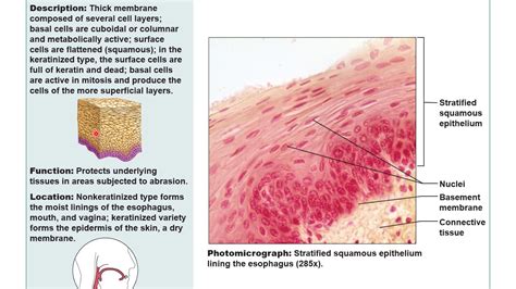 Anatomy Of Epithelial Tissue