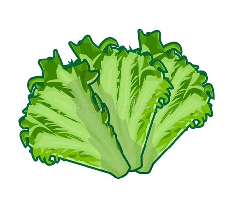 Dibujo Vectorial De Ilustración De Lechuga Fresca Ilustración Del