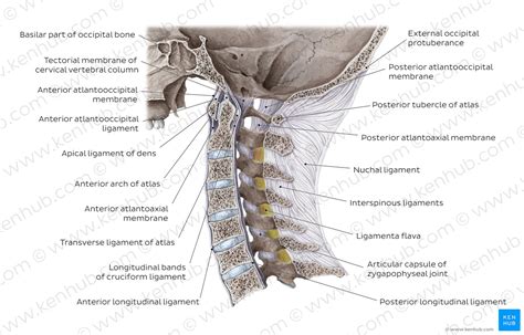 Vertebral Column Anatomy Vertebrae Joints And Ligaments Kenhub