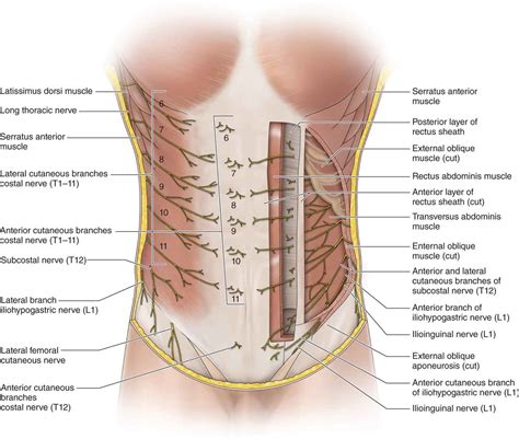 Ilioinguinal And Iliohypogastric Nerve Blocks Anesthesia Key