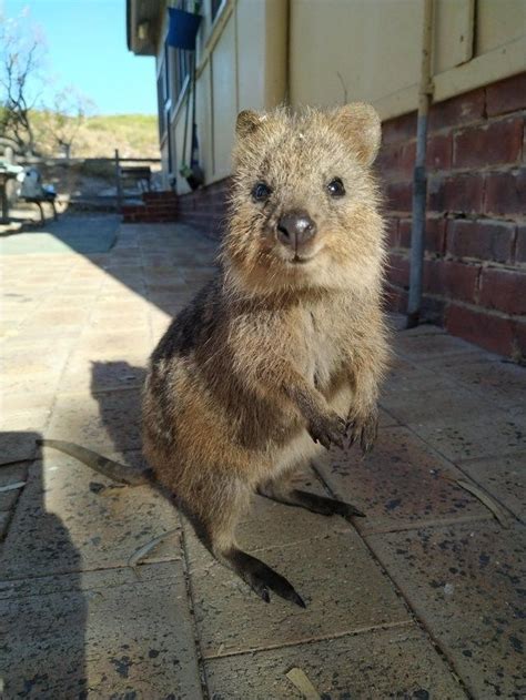 They're some of the smallest members of the macropod (or big foot) family the quokka clan makes its home in swamps and scrublands, tunneling through the. Here's Your Weekly Dose Of Cute! (#20) | Quokka, Cute ...