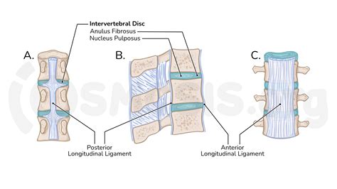 The Vertebral Column Joints Vertebrae Vertebral Structure