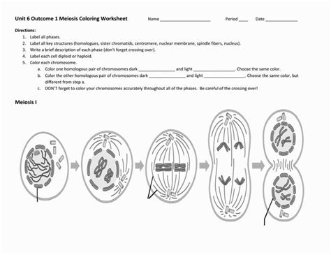 Meiosis Coloring Worksheet Meiosis Worksheets Color Worksheets