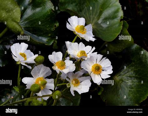 The Mount Cook Lily Ranunculus Lyallii Is One Of New Zealands Most