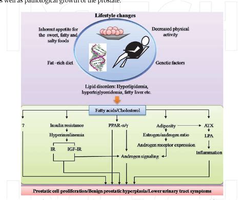 Benign Prostatic Hyperplasia Pathophysiology Diagram