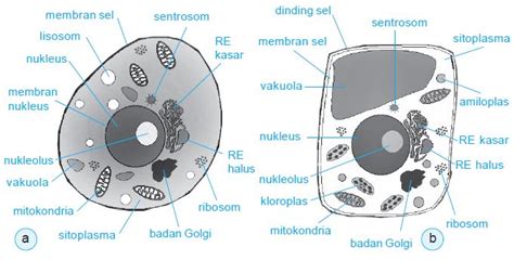 Pengertian Struktur Dan Fungsi Macam Macam Organel Sel Beserta Contoh