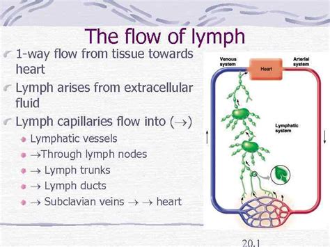 Lymphatic System Lymph Flow Chart